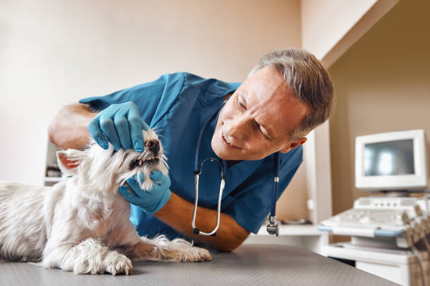 Best Walk-In Dentist Near Me  in Welsh, LA